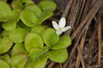 Innocence <BR>Roundleaf bluet